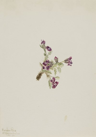 Almindelig spidskål (Oxytropis podocarpa) af Mary Vaux Walcott