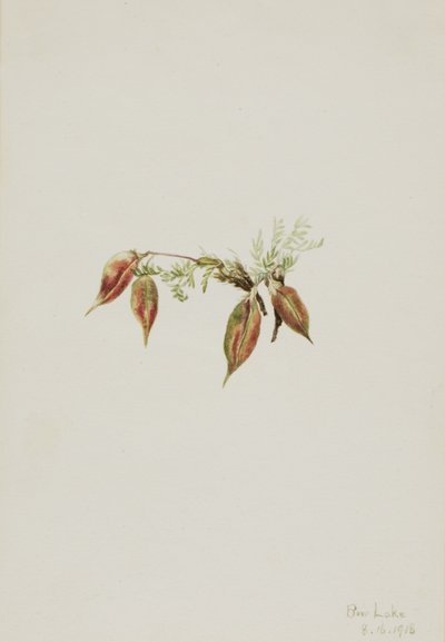Almindelig spidskål (Oxytropis podocarpa) af Mary Vaux Walcott