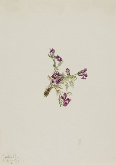 Alpine Pointvetch Oxytropis podocarpa, 1916. af Mary Vaux Walcott