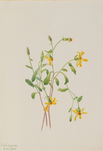 Alpin rajgræs (Senecio-arter) af Mary Vaux Walcott