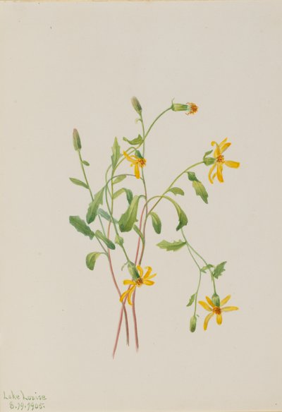 Alpine bynkeurt Senecio-art, 1905. af Mary Vaux Walcott
