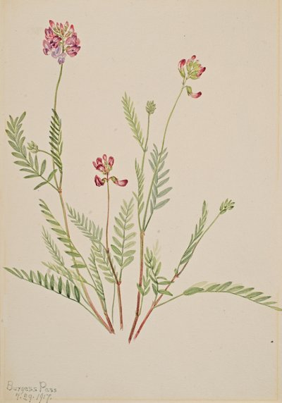 Alpine Vikker Astragalus bourgovii, 1917. af Mary Vaux Walcott