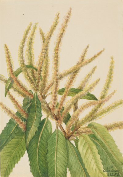 Amerikansk kastanje (Castanea dentata) af Mary Vaux Walcott