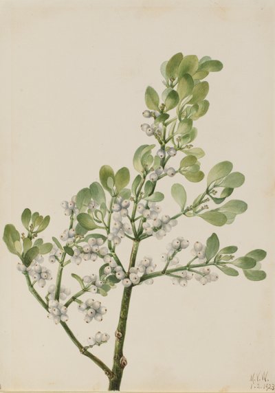 Amerikansk mistelten Phoradendron flavescens, 1923. af Mary Vaux Walcott
