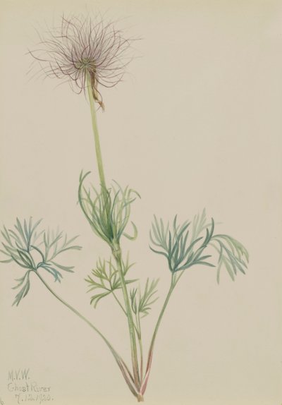 Amerikansk Pasqueflower Pulsatilla ludoviciana, 1920. af Mary Vaux Walcott