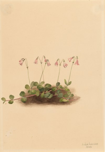 Amerikansk tvillingeblomst (Linnaea borealis americana) af Mary Vaux Walcott