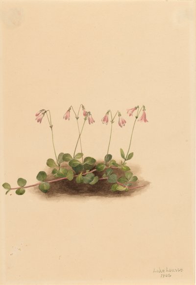 Amerikansk tvillingblomst Linnaea borealis americana, 1902. af Mary Vaux Walcott