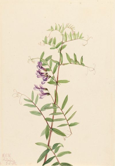 American Vetch Vicia americana, 1922. af Mary Vaux Walcott