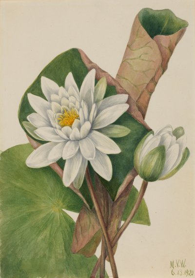 Amerikansk vandlilje (Castalia odorata) af Mary Vaux Walcott