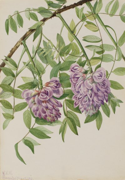 Amerikansk Wisteria Kraunhia frutescens, 1925. af Mary Vaux Walcott