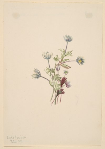 Anemone (Anemone drummondii) af Mary Vaux Walcott
