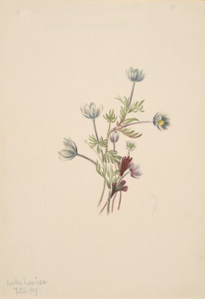 Anemone Anemone drummondii, 1907. af Mary Vaux Walcott