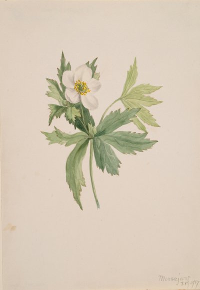 Anemone canadensis, 1907. af Mary Vaux Walcott