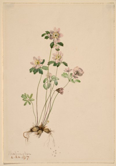 Anemonella (Syndesmon thalictroides) af Mary Vaux Walcott