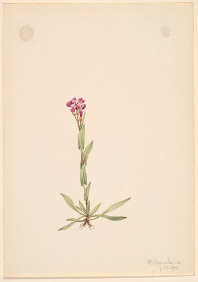 Arabis lyallii, 1916. af Mary Vaux Walcott