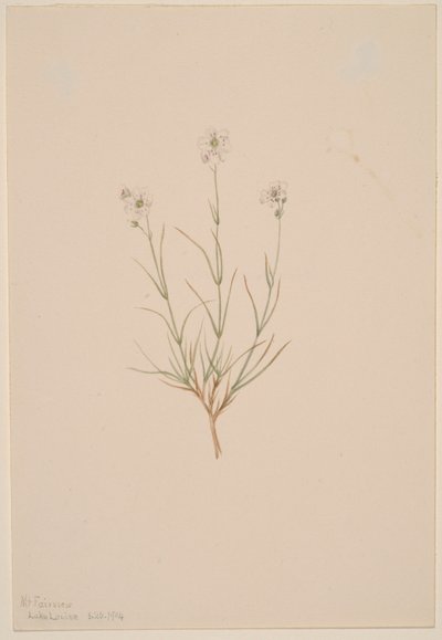 Arenaria formosa af Mary Vaux Walcott