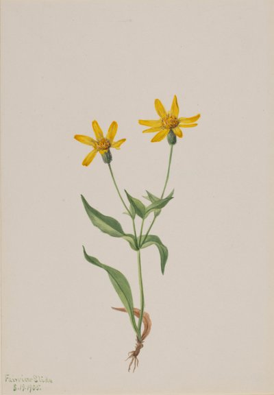 Arnica alpina, 1905. af Mary Vaux Walcott