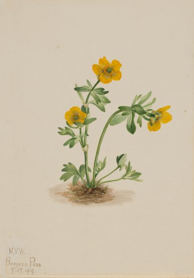 Avalanche Buttercup Ranunculus suksdorfii, 1919. af Mary Vaux Walcott