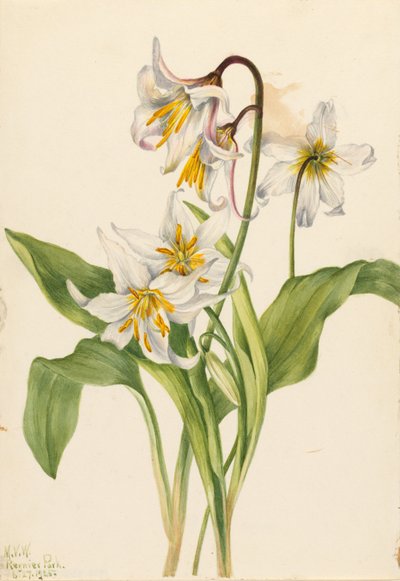 Lavinelilje (Erythronium montanum) af Mary Vaux Walcott