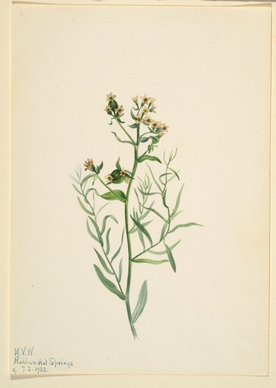 Bastardtudse (Comandra pallida) af Mary Vaux Walcott