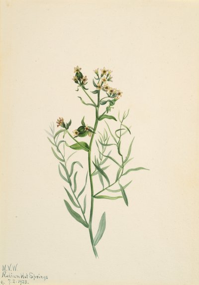 Bastard Toadflax Comandra pallida, 1923. af Mary Vaux Walcott