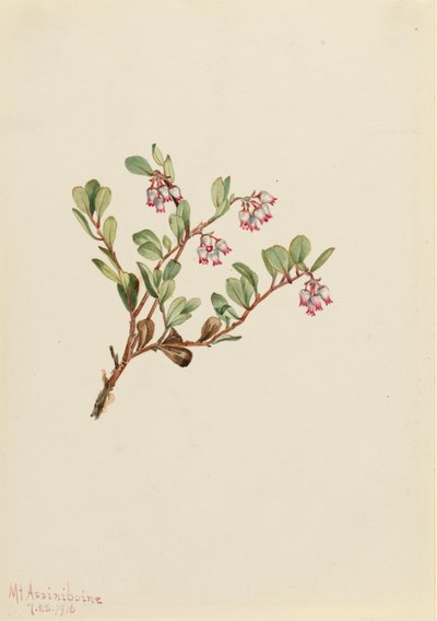 Bjørnebær Arctostaphylos uva-ursi, 1916. af Mary Vaux Walcott