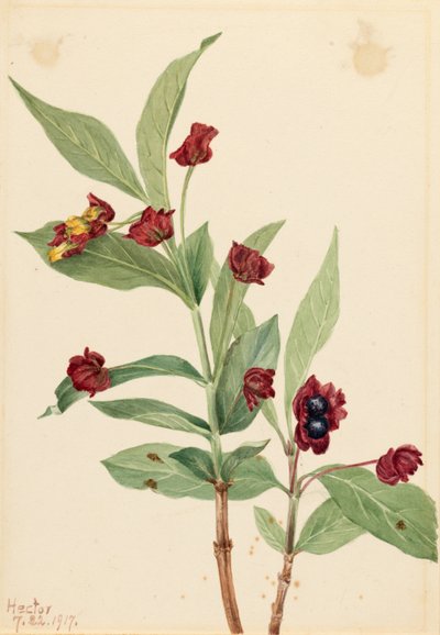 Bjørnebær-kaprifolium (Lonicera involucrata) af Mary Vaux Walcott