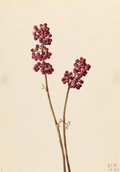 Skønhedsbær (Callicarpa americana) af Mary Vaux Walcott