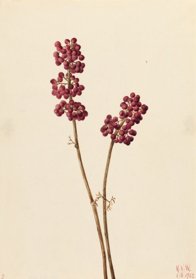 Beauty Berry Callicarpa americana, 1923. af Mary Vaux Walcott