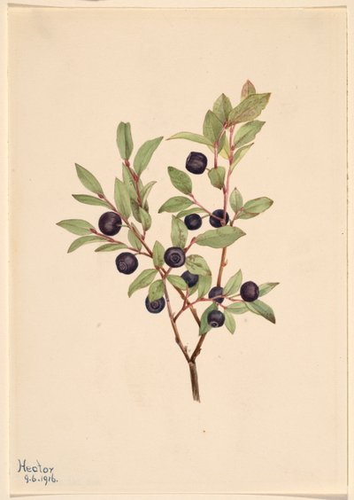 Stor skvalderkål (Vaccinium membranaceum) af Mary Vaux Walcott