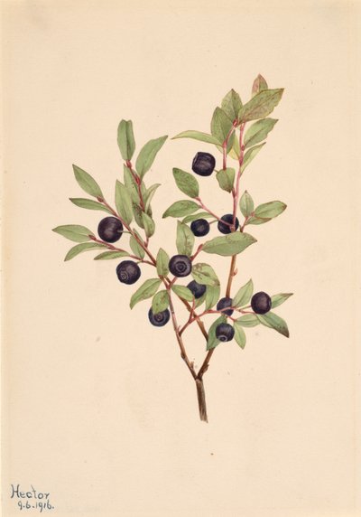 Big Whortleberry Vaccinium membranaceum, 1916. af Mary Vaux Walcott