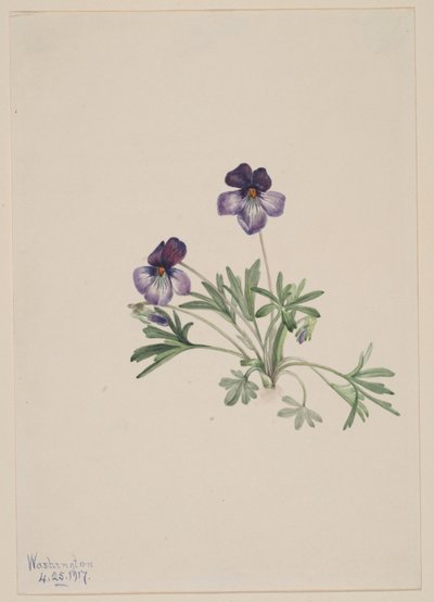 Fuglefodsviol (Viola pedata) af Mary Vaux Walcott