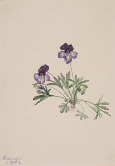 Birdsfoot Violet Viola pedata, 1917. af Mary Vaux Walcott