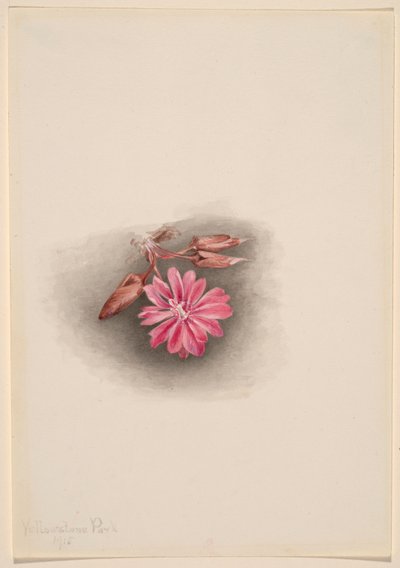 Bitterrod (Lewisia redivivia) af Mary Vaux Walcott