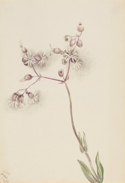 Blærerod (Silene latifolia) af Mary Vaux Walcott