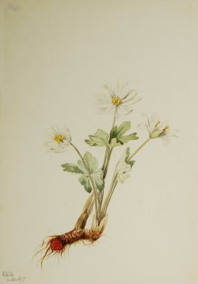 Bloderod Sanguinaria canadensis, 1917. af Mary Vaux Walcott