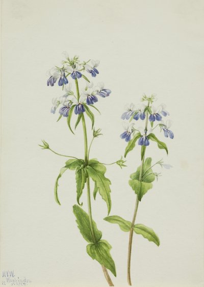 Blue-Eyed Mary Collinsia verna, 1927. af Mary Vaux Walcott