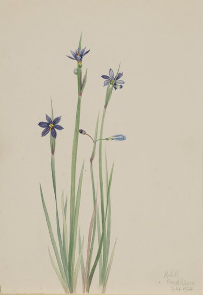 Blåøjet græs (Sisyrinchium angustifolium) af Mary Vaux Walcott