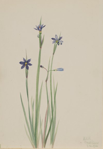 Blåøjet græs Sisyrinchium angustifolium, 1920. af Mary Vaux Walcott