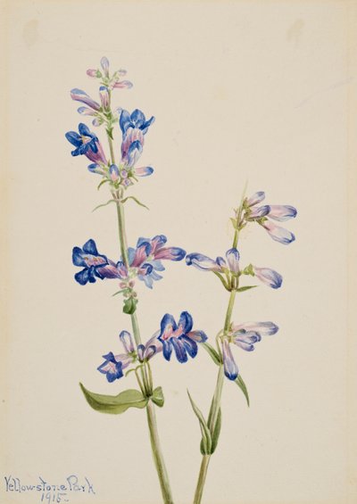 Blue Beardtongue Penstemon, 1915. af Mary Vaux Walcott