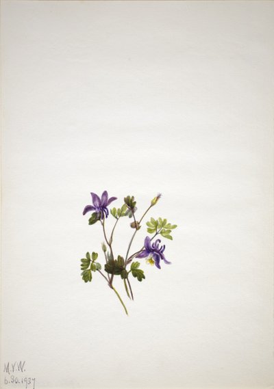 Blå akeleje (Aquilegia saximontana) af Mary Vaux Walcott