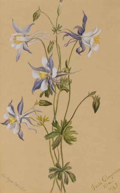 Blue Columbine Aquilegia caerulea, 1922. af Mary Vaux Walcott