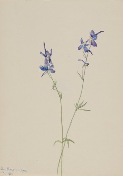 Blå lærkespore (Delphinium nuttallianum) af Mary Vaux Walcott