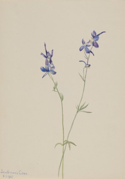 Blå lærkespore Delphinium nuttallianum, 1905. af Mary Vaux Walcott