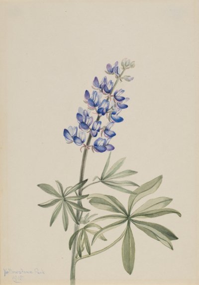 Blå Lupin Lupinus argenteus, 1915. af Mary Vaux Walcott