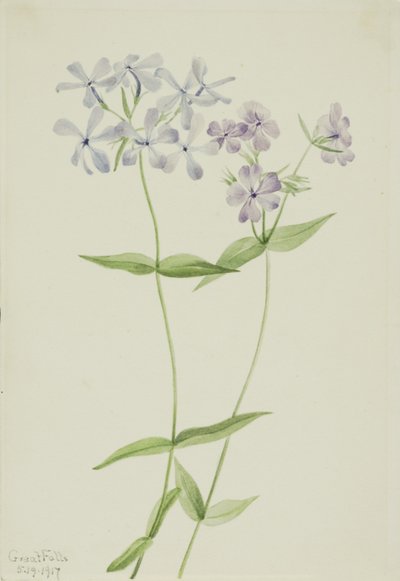 Blå floks (Phlox divaricata) af Mary Vaux Walcott