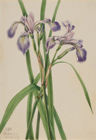 Blåflag Iris Iris versicolor, 1919. af Mary Vaux Walcott