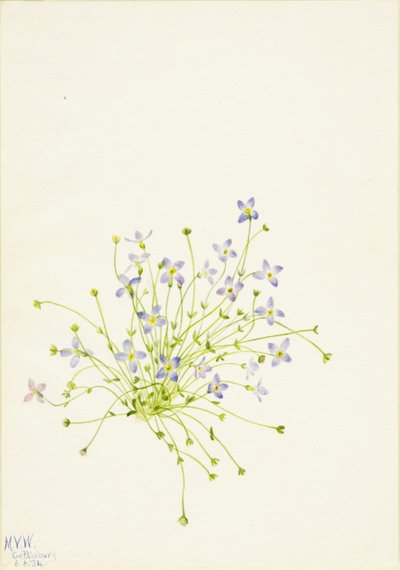 Blåhat (Houstonia serpyllifolia) af Mary Vaux Walcott