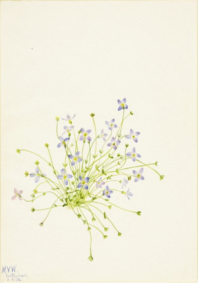 Bluets Houstonia serpyllifolia, 1934. af Mary Vaux Walcott