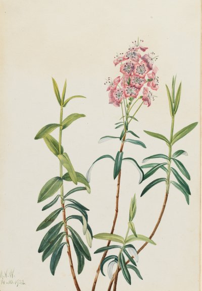 Kalmia fra mosen (Kalmia polifolia) af Mary Vaux Walcott